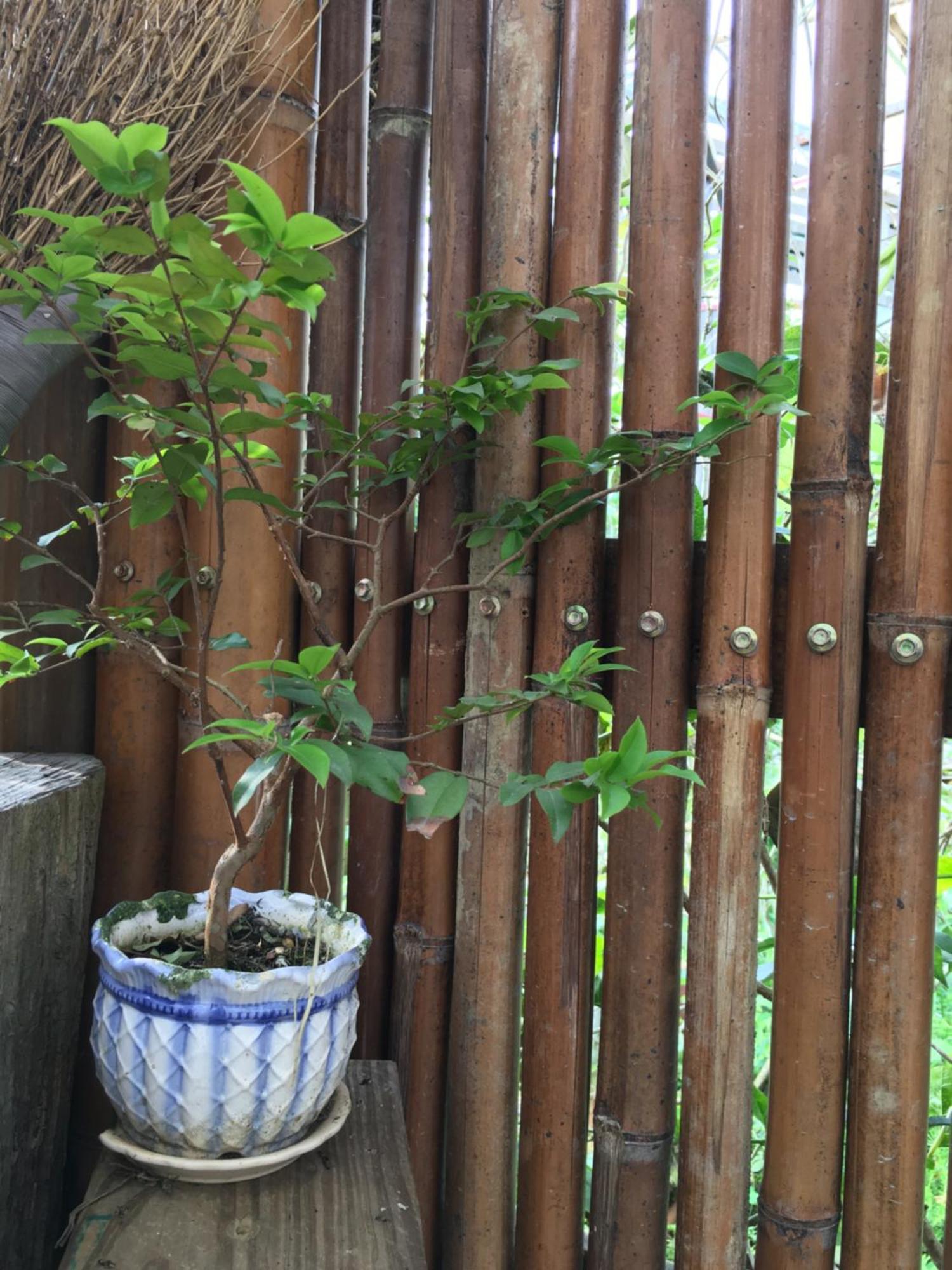 Jia'S Homestay Lugu Exterior foto